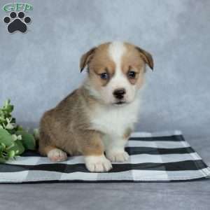 Kylie, Pembroke Welsh Corgi Puppy